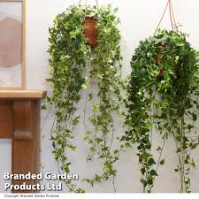 Image result for Hedera