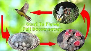 Birds That Start With An S Pin On Funny Gamer 360