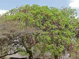 Image result for Schotia brachypetala