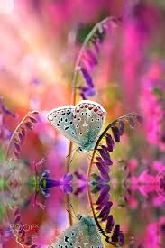 Best mp4 short hd videos free download on songwhatsappstatus.com Whatsapp Dp Flowers With Butterfly Girls Dp