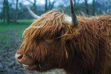 Highland Cattle Wikipedia