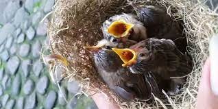 We did not find results for: Daftar Makanan Burung Ciblek Agar Gacor Dan Sehat Pintarpet