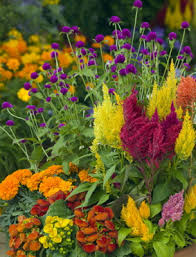 We did not find results for: Pest Resistant Plants More Plant Advice The Old Farmer S Almanac