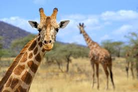 The word animal comes from the latin word animalis. Jerapah Hewan Leher Panjang Yang Terancam Punah Halaman All Kompas Com