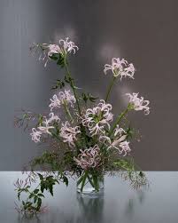 Image result for Nerine