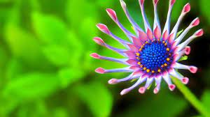 Download Free Hd Wallpapers Of Nature 1024 768 Free Wallpapers Of Nature 45 Wallpapers Flower Images Wallpapers Best Flower Wallpaper Macro Photography Nature