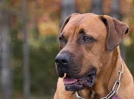 The Mastador Mastiff Lab Mix Top Facts Complete Guide Animal Corner