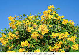 Maybe you would like to learn more about one of these? Yellow Elder Or Yellow Bell Or Trumpet Vine Yellow Elder Or Yellow Bell Or Trumpet Vine On Bblue Sky Canstock