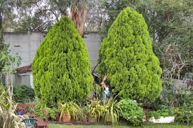 Image result for cuttings thujas