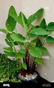 Image result for Thalia geniculata