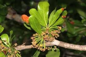 Image result for Faurea rubriflora