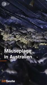 Jun 17, 2021 · mäuseplage in australien sie nagen alles kaputt. Zdf Heute Mauseplage In Australien Facebook