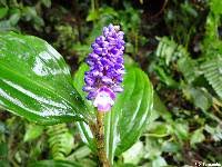 Image result for Aneilema umbrosum