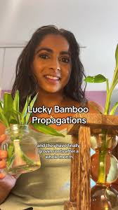 Trader Joes Lucky Bamboo