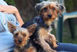 Puppy boot camp los angeles. Kevin The Dog Trainer Dog Puppy Training Los Angeles