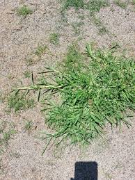 Image result for Cenchrus unisetus