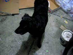 A long haired lab like dakota, except he's black instead of chocolate. Black Long Haired Labrador Retreiver Barks Youtube