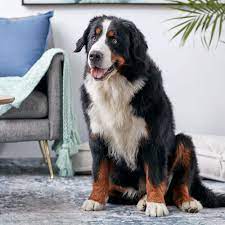 These big softies are still strong and able specimen. Bernese Mountain Dog Full Profile History And Care