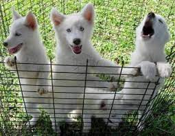 Husky Wolf Mix Puppies For Sale Zoe Fans Blog Wolf Hybrid Puppies Wolf Hybrid Puppies