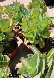 Kalanchoe Marmorata Succulents Plants Cactus