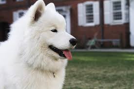 Like puppies, bunnies, babies, and so on. Beloved Samoyed Sasha Pup To Leave Yale Yale Daily News