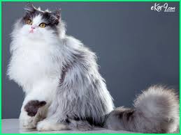 Demi perkembangbiakkan kucing dan urusan bisnis, kini kucing anggora juga kerap dibudidayakan. Kucing Persia Si Kucing Manis Yang Bersikap Tenang Dunia Fauna Hewan Binatang Tumbuhan