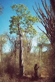 Image result for Wahlenbergia madagascariensis