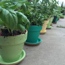 Expert gardening tips help you with your plants. Lowes Had A 4 For 10 Sale On Vegetables And Herbs Bought Some Simple Clay Pots And Used Cool Spray Paint Colors Tha Spray Paint Colors Clay Pots Planter Pots
