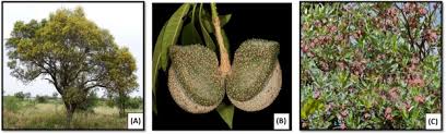 Image result for Chironia laxiflora