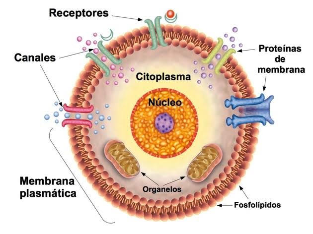 Núcleo