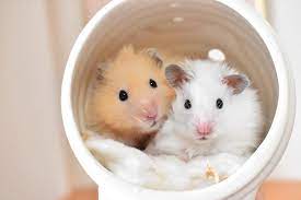 hamsters おしゃれまとめの人気アイデア pinterest corina ハムスター かわいいハムスター キンクマ