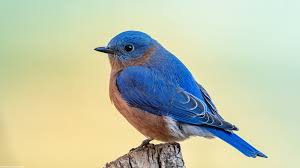 Two Thirds for the Birds