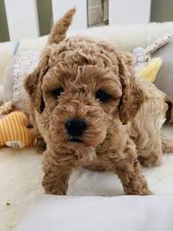 Japan, argentina, canada, the united kingdom, and puerto rico all have representation in the group's membership. Breeder Of Cavapoo And Cavapoochon Puppies