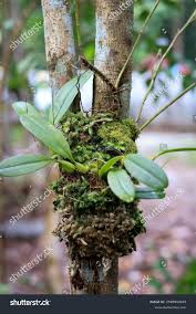 Image result for Bulbostylis macra