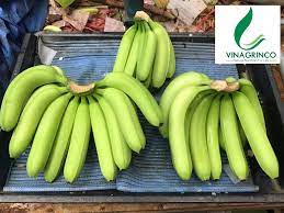 He joined as a gladiator at the corrida colosseum to compete for the mera mera no mi. What Is The History Of The Cavendish Banana