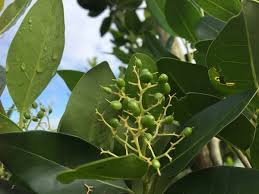 Image result for Apodytes dimidiata