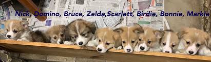 Look at pictures of corgi puppies in california who need a home. Pembroke Welsh Corgi Puppies