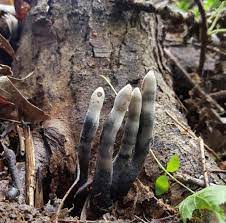 Deu Ruim - Xylaria polymorpha, um fungo conhecido como... | Facebook