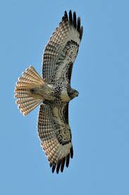 Images Of Uk Birds Of Prey In Flight Pin By Lewis Stith On Nature Birds Of Prey Pet Birds Birds