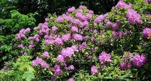 Rhododendron schneiden » tutorial mit allen anleitungen. Rhododendron Schneiden Ein Ratgeber Garden Blog