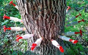 The goal is to get rid of the saplings' root systems. Save Your Trees From Oak Wilt With Diy Tree Injection Chemjet Tree Injector