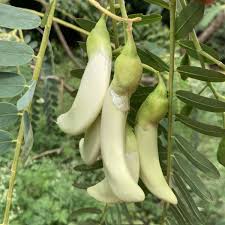 Image result for Sesbania