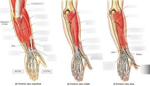 Two body parts moving further away from one another, such as when the arm is straightened.; Muscles Of Posterior Arm Diagram Quizlet