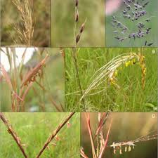 Image result for Tristachya superba