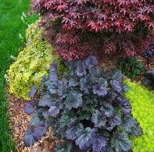 Jardin Feng Shui Quelles Plantes Pour Chacun Des 5 Elements Jardin Feng Shui Parterre De Fleurs Jardins