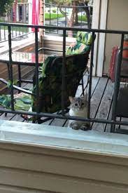 Neighbors Cat Crazy Cats Crazy Cat Lady Best Funny Pictures