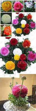Visit To Buy 200 Pcs Ranunculus Asiaticus Flower Seeds For Home Garden Diy Plants Persian Buttercup Seed Flower Bulbs Bulb Flowers Flower Seeds Diy Plants