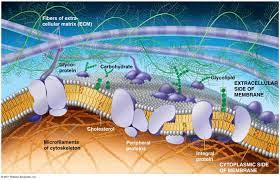 The Plasma Membrane Structure Cell Membrane Structure Plasma Membrane Cell Biology
