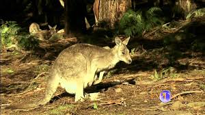 Check spelling or type a new query. Fauna Australiana Youtube