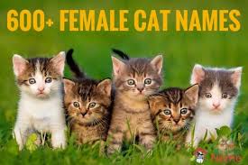Creative cat names found straight from nature. Female Cat Names 600 Cute Sweet Funny Names For A Molly My Pet S Name